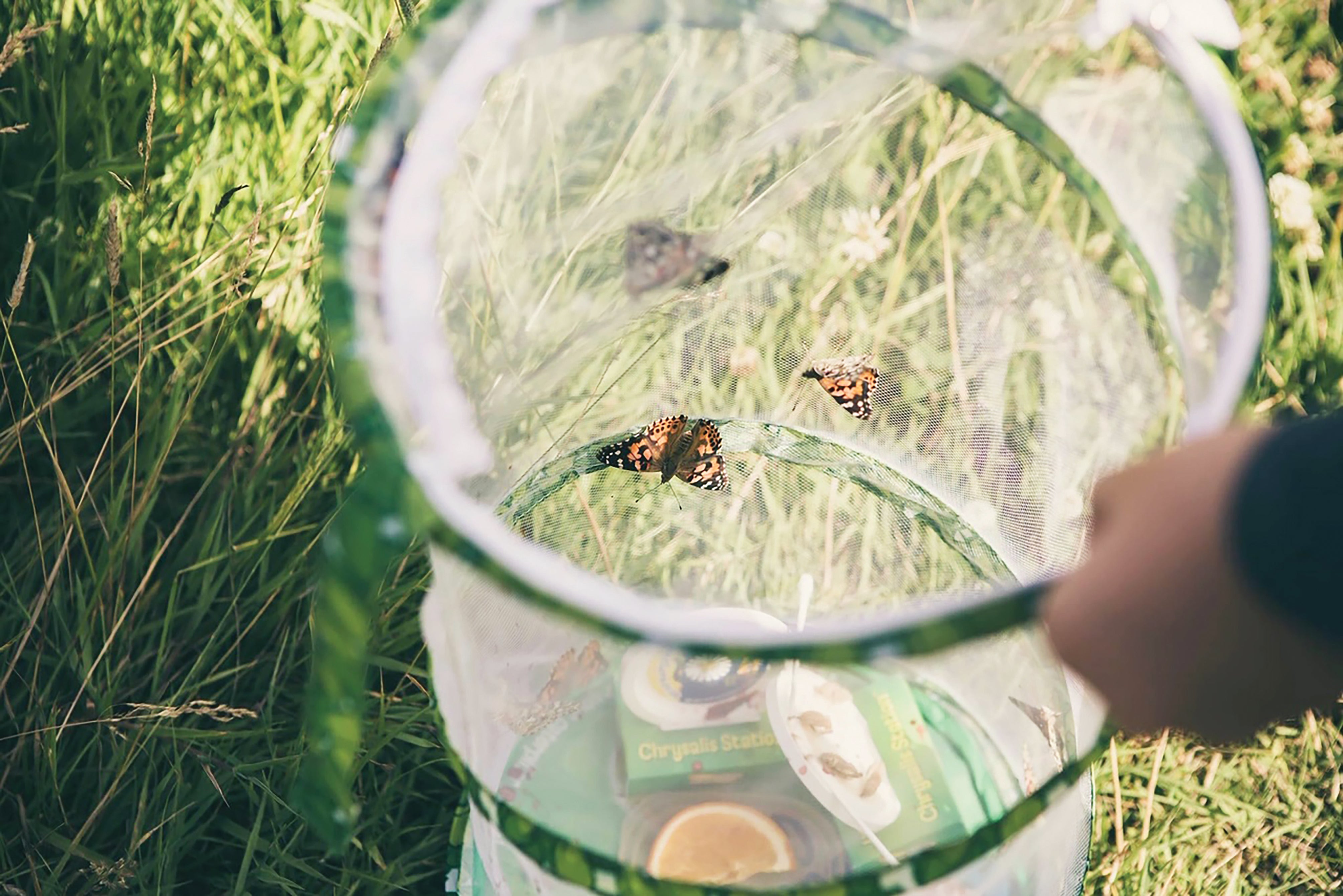 Butterflies & Caterpillars | Accessories | Releases Page 2 - Insect ...