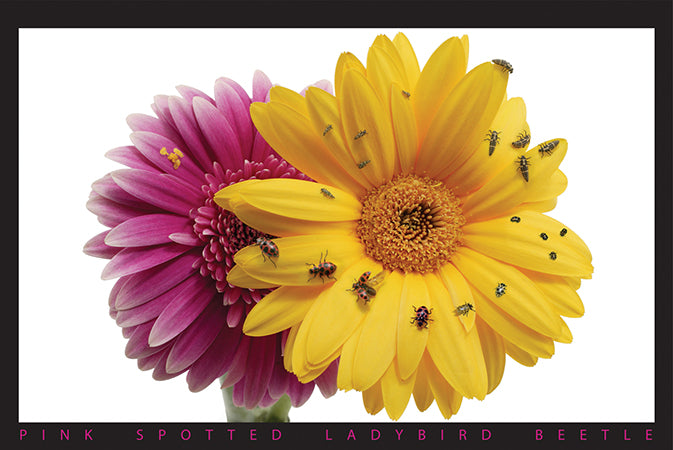 Ladybird Life Cycle Poster