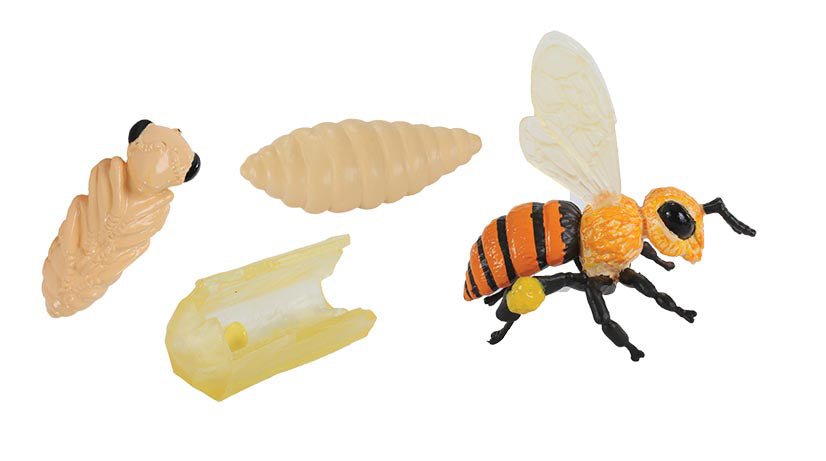 Honey Bee Life Cycle Stages