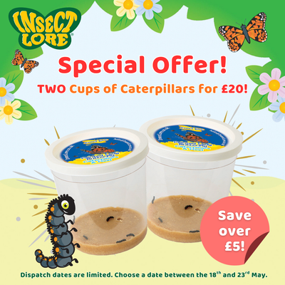 Double the Fun Caterpillar Refill - Limited Time Offer!