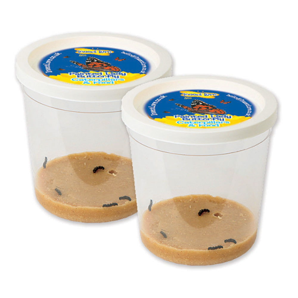 Two Cups of 3-5 LIVE Caterpillars and food. Watch them grow into Painted Lady Butterflies and then release into nature.