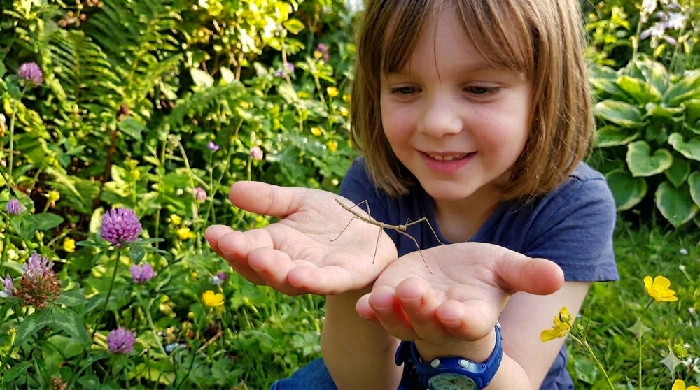 Stick Insect Eggs
