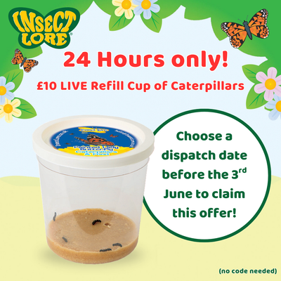 *24 Hour Special Offer - £10 Cup of Caterpillars*