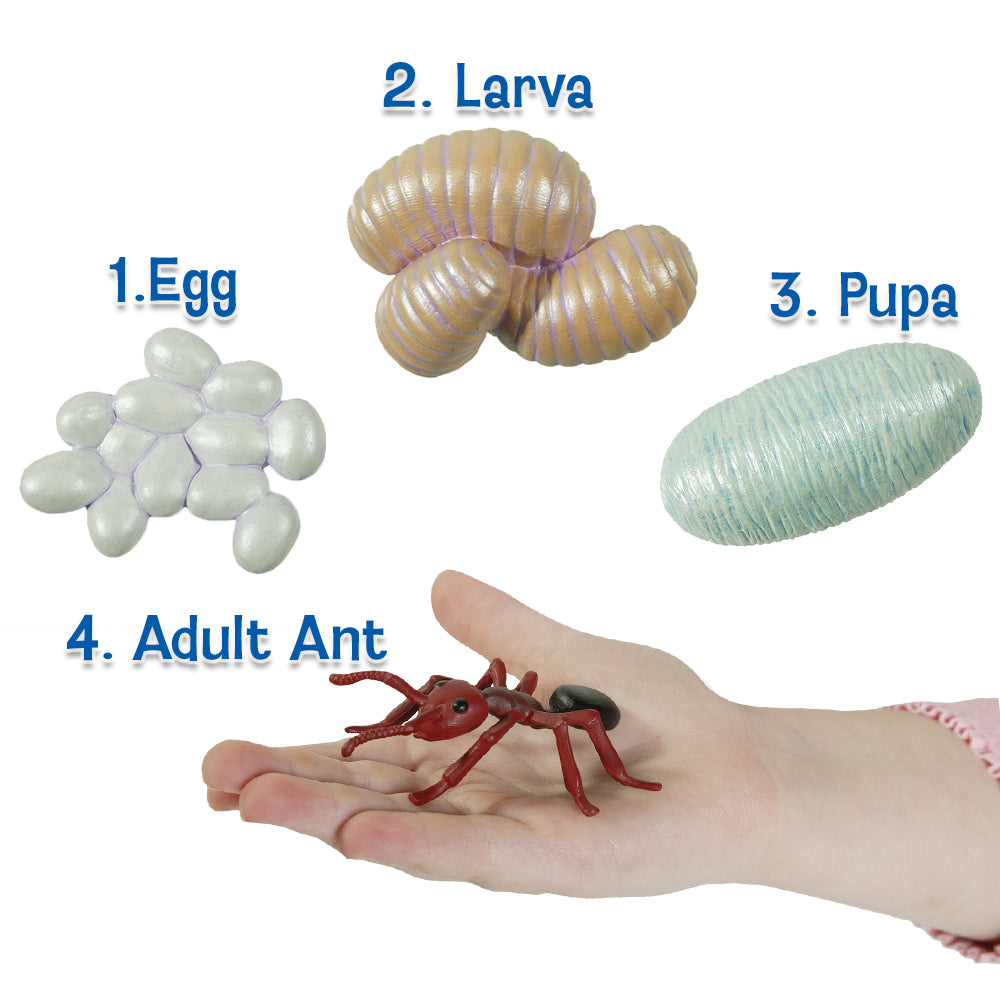 Ant Lifecycle stages. 4 figurines out of packaging; Egg, Larva, Pupa, Adult Ant (in childs hand). Plastic and oversized for little hands.