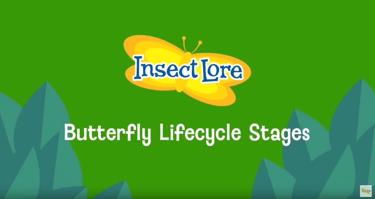 Painted Lady Butterfly Life Cycle Stages