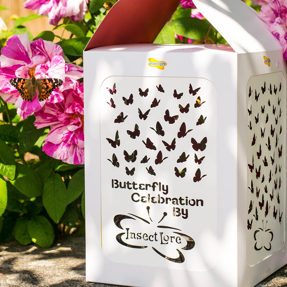 200 Butterflies - Butterfly Celebration Release - Insect Lore Europe