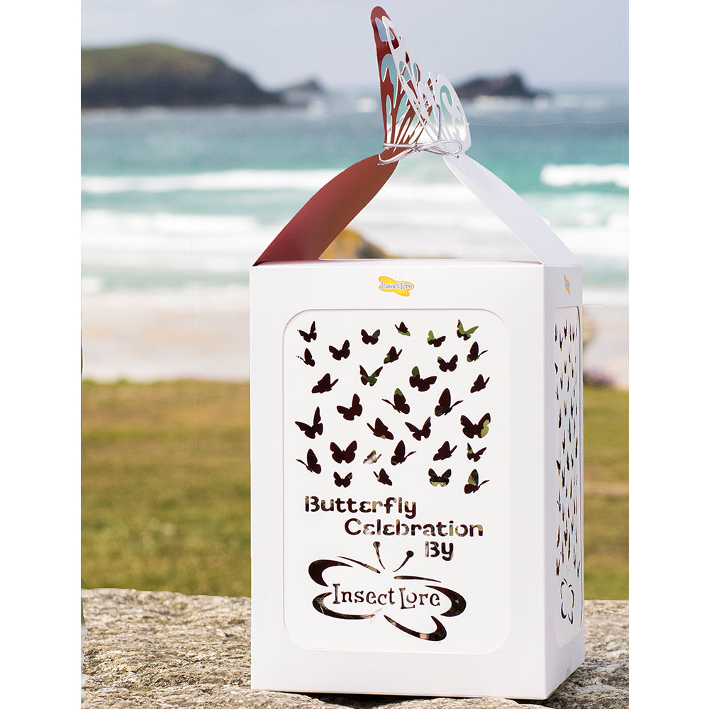 Butterfly Release Box resting on cliff top with a background of the sea and waves. Perfect place for a clifftop wedding release.