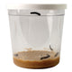 Cup of Caterpillars. Includes 3-5 LIVE caterpillars and food to watch grow and release as Painted Lady butterflies. 
