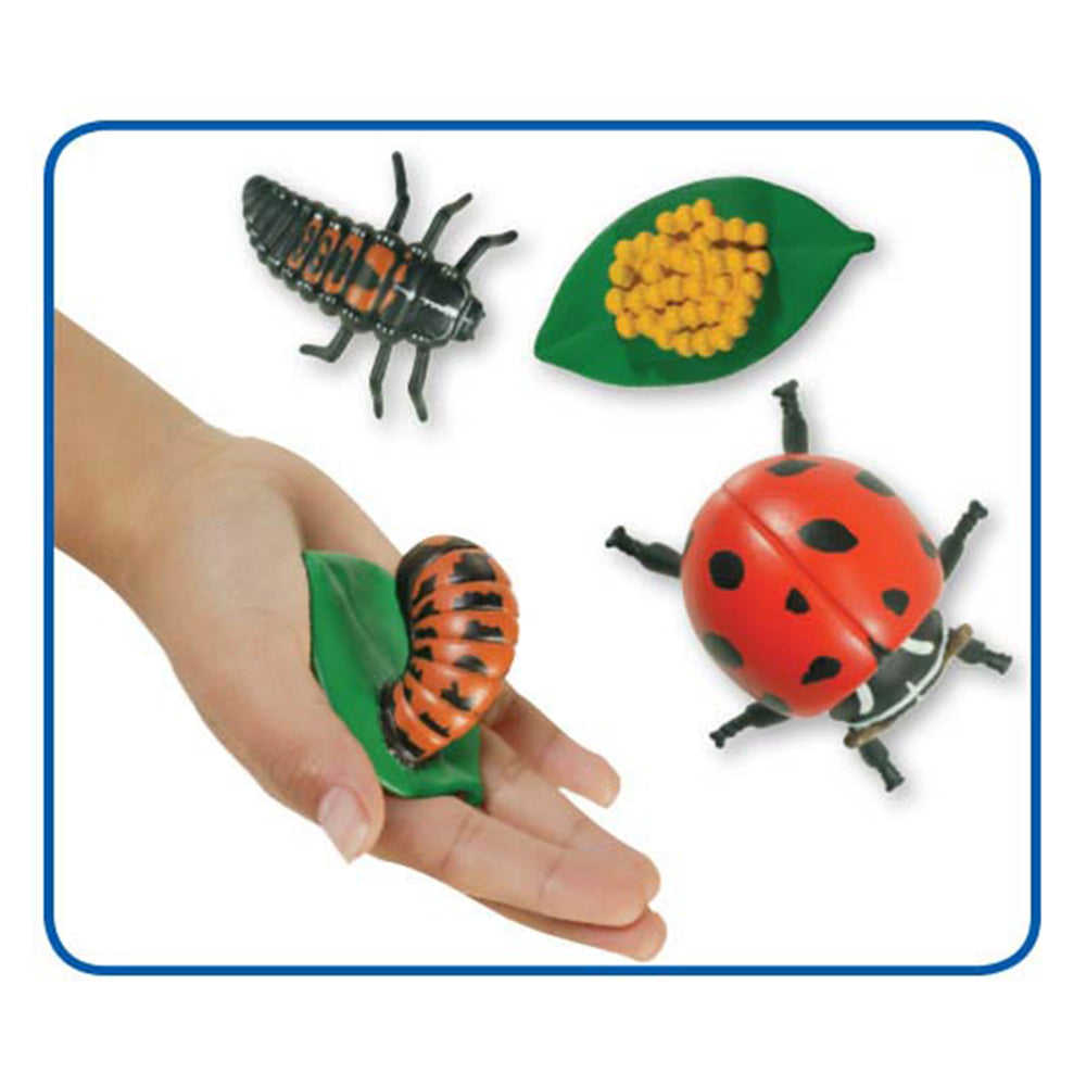 Ladybird Lifecycle stages. 4 figurines out of packaging; Eggs on leaf, Larva, Pupa, Adult Ladybird. Plastic and oversized for little hands.