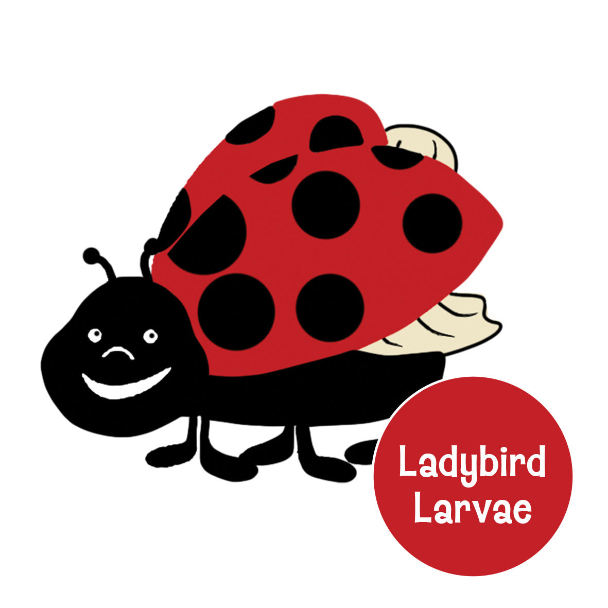 Live Ladybird Larvae and Food