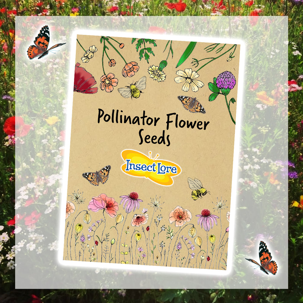 Add on Seeds - UK Only