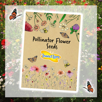 Add on Seeds - UK Only