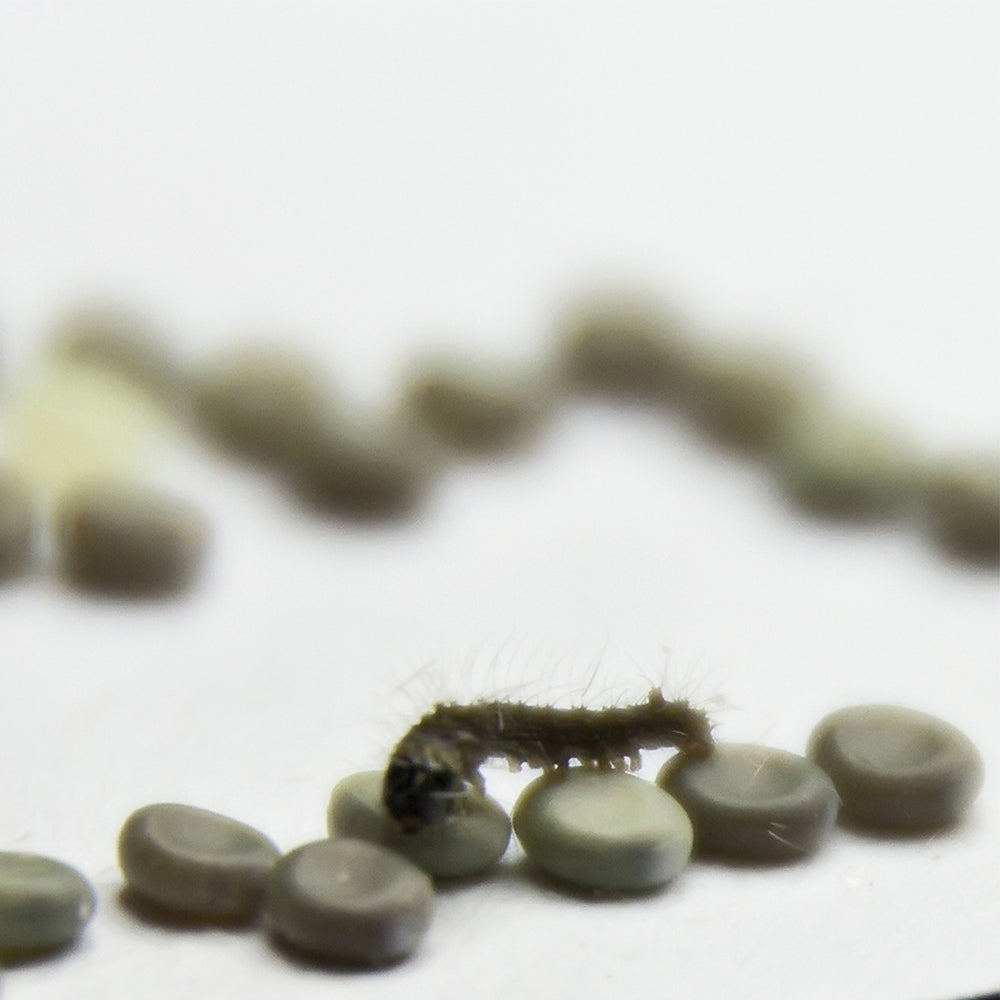 Young silk worm crawling over Silkworm eggs. Watch and rear these into Adult Silk Moths.