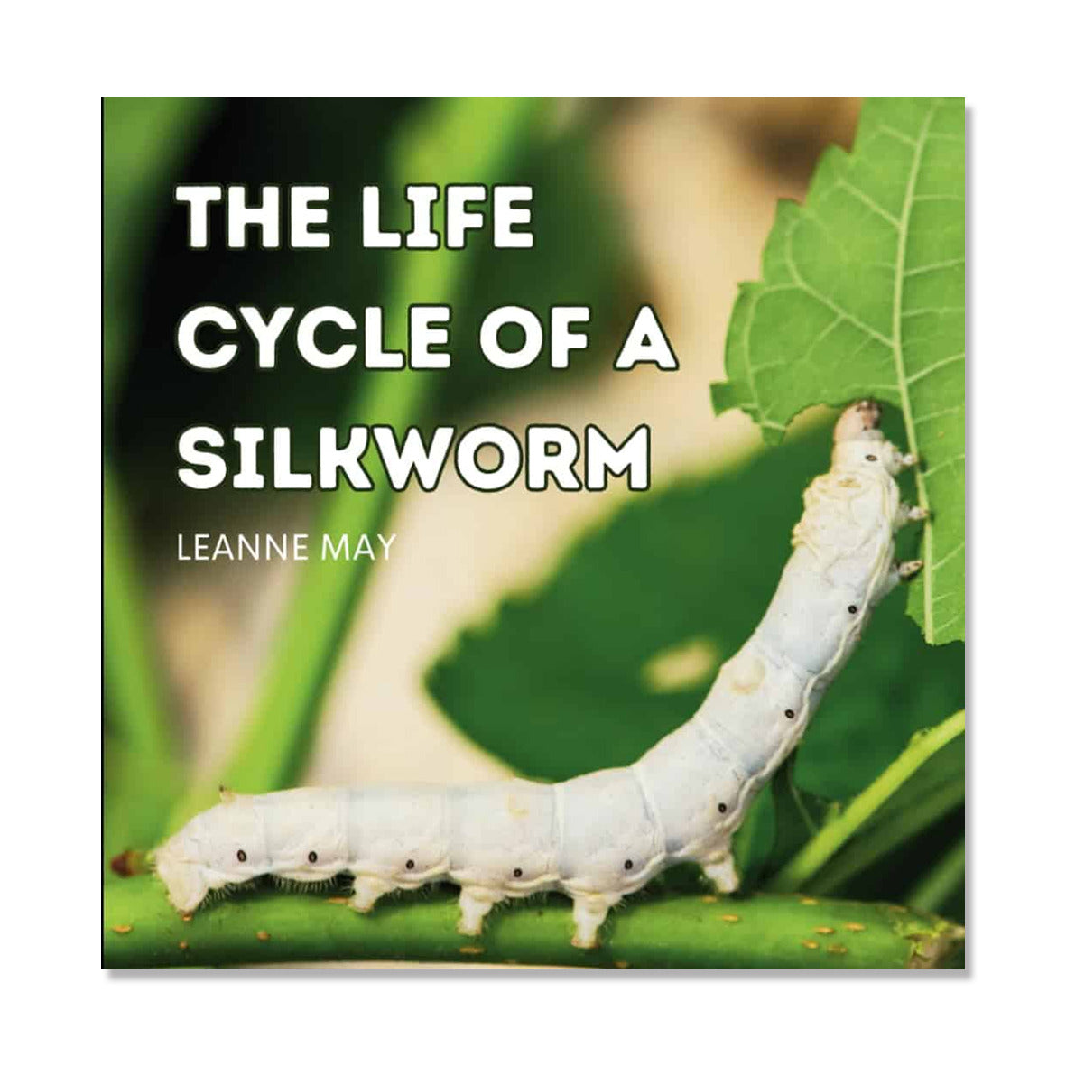 A fully grown silkworm munching on a green leaf
