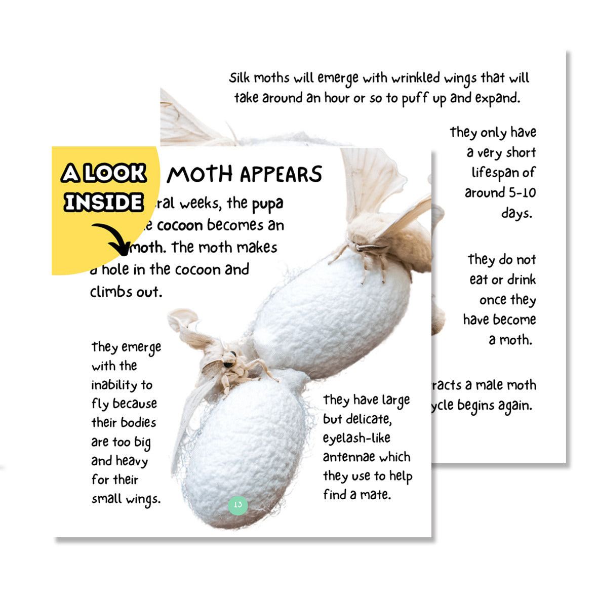 A glimpse inside the Silkworm book, showing a silkmoth emerging from its cocoon