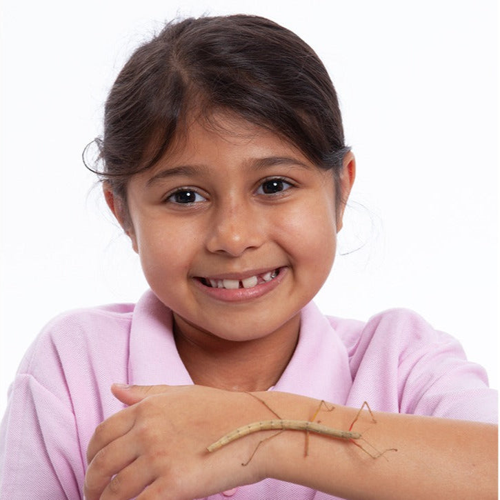 Young girl holding a stick insect on her arm against a white background