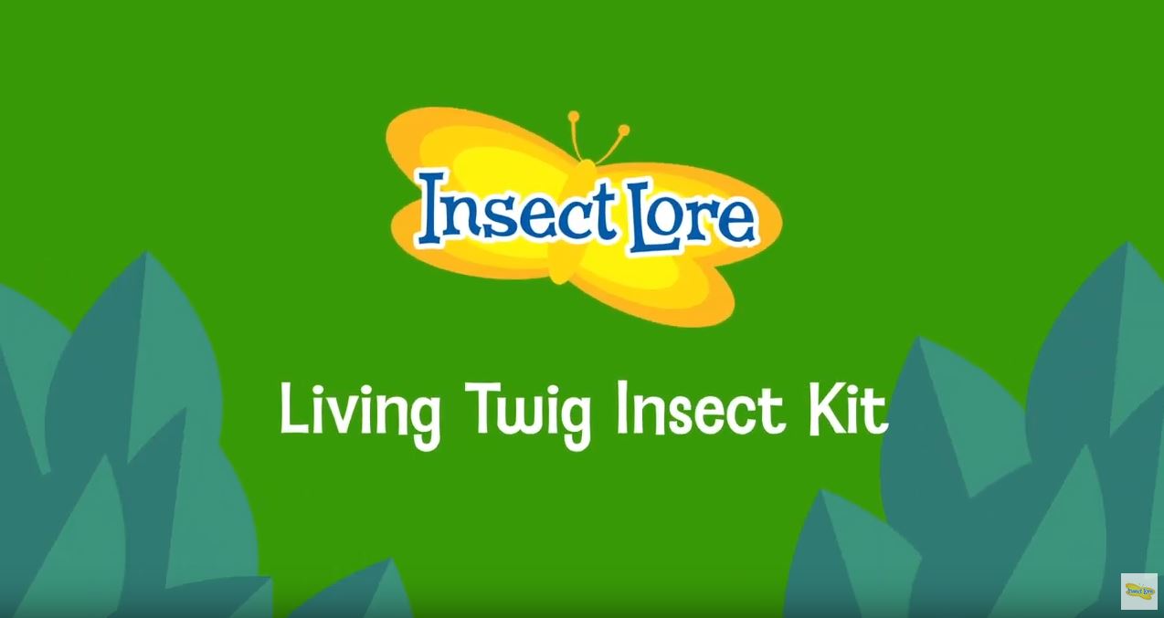 Living Twig - Stick Insect Kit with Five Young Stick Insects