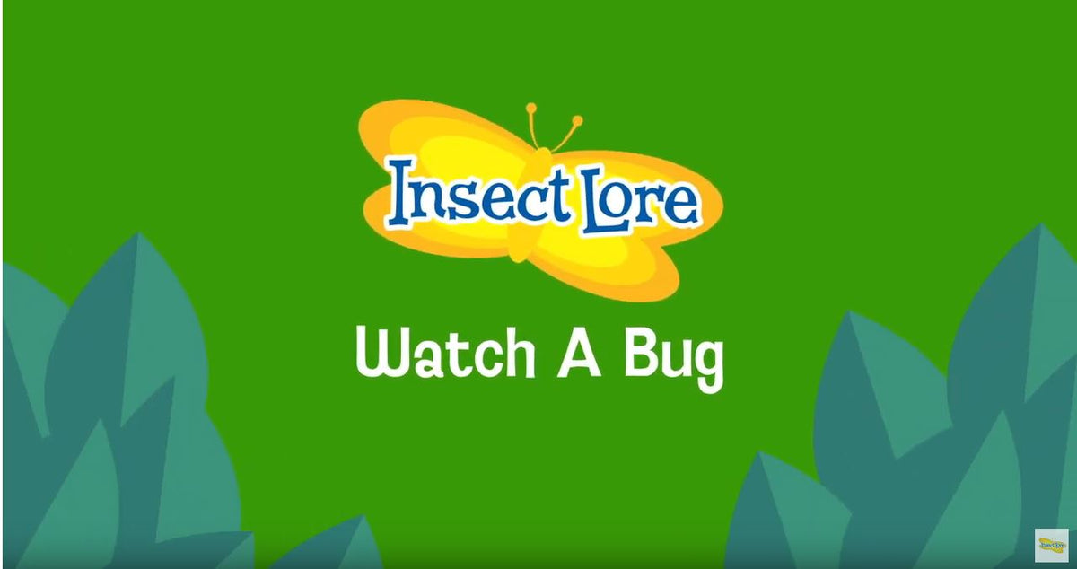 Insect Watch Watch your bug with this Watch A Bug! - Insect Lore Europe