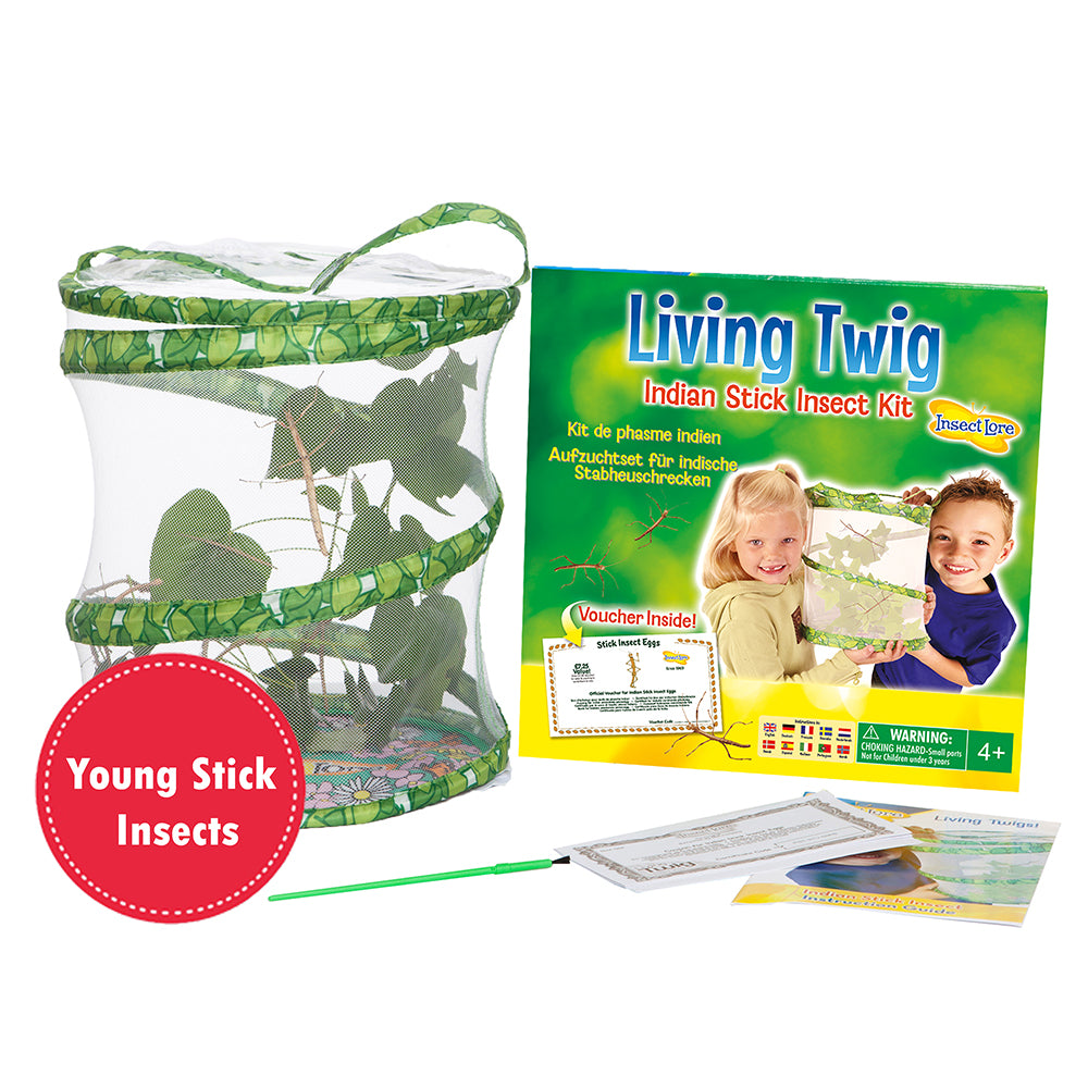 Living Twig Insect Kit. Includes: 30cm Habitat to house the Stick insects, Paintbrush, full colour instructions and five young stick insects to watch grow. 