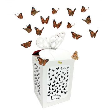 Butterfly Celebration Box surrounded by Butterflies. White box, with butterfly shaped laser cut holes in the side and butterfly shaped closure. Perfect for Weddings, Birthdays, funerals and more.