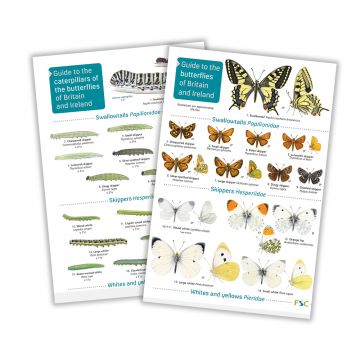Caterpillars and Butterflies of Britain Fold-out Field Guide Set