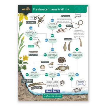 Freshwater name trail front cover showing a glimplse of the flow chart which can be found continued inside.
