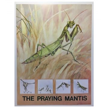 Poster showing the life cycle of the Praying Mantis.

Measures: 46cm W x61cm H