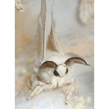 Adult Silk moth. Watch and rear these from tiny silkworm eggs!