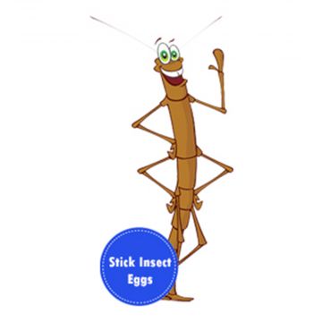 Cartoon Stick Insect.