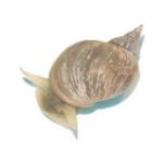 Live Pond Snails