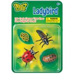 Ladybird Lifecycle Stages