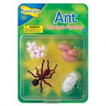 Ant Lifecycle stages. 4 figurines in packaging; Egg, Larva, Pupa, Adult Ant. Plastic and oversized for little hands.