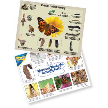 Painted Lady Detailed Life Cycle Poster