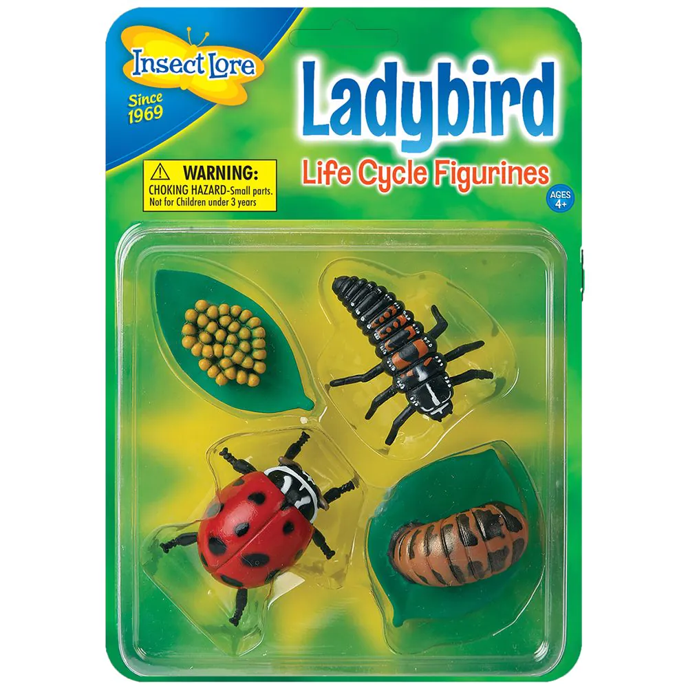 Ladybird Lifecycle Stages Insect Lore