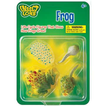 Frog Life Cycle Stages