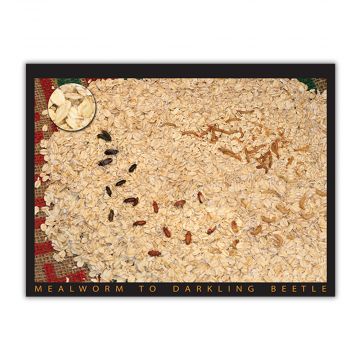 Mealworm poster. Shows the lifecycle from mealworm to Darkling beetle. 
