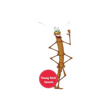 Five Young Stick Insects 
