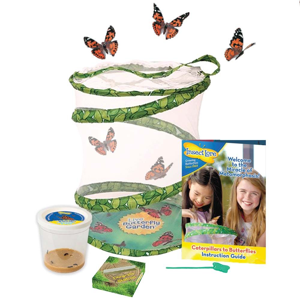Insect Lore Butterfly Garden Original Habitat Live Cup of Caterpillars Butterfly 
