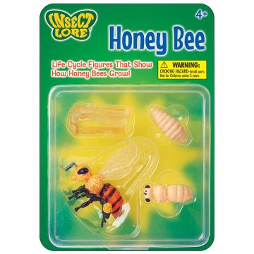 Honey Bee Lifecycle Stages