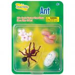 Ant Lifecycle Stages