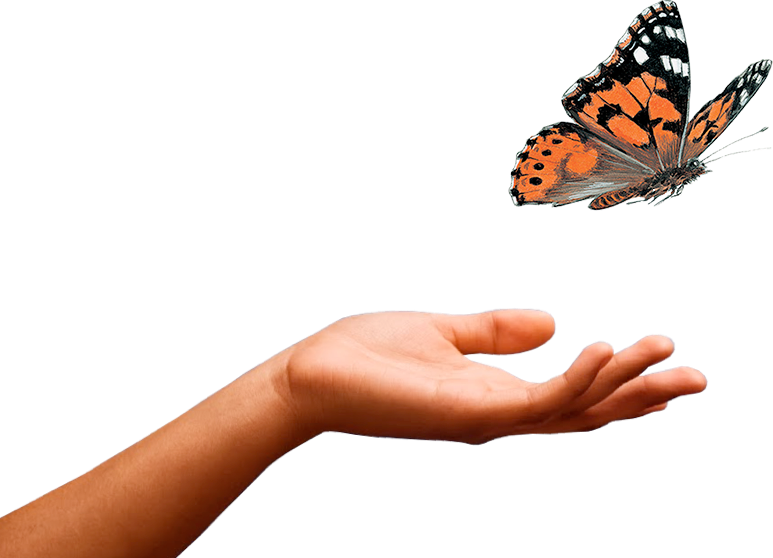 Butterflies, Caterpillars, Insects & More Home Insect Lore